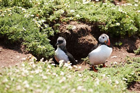 Puffin Facts: Types, Behavior, Habitat