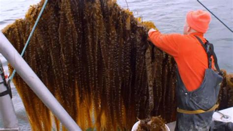 Seaweed Farming And Its Surprising Benefits Farm Seaweed Aquaponics