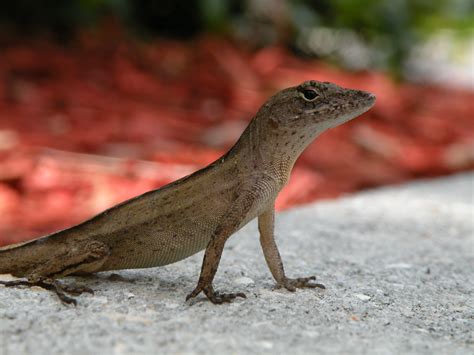 Brown Anole Anolis Sagrei 2 Sapphire Dream Photography Flickr