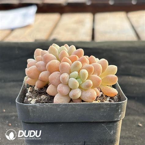 Pachyphytum Caviar Clustering China Wholesale Succulent Plants