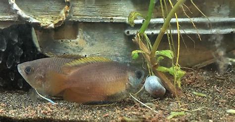 Honey Gourami Album On Imgur