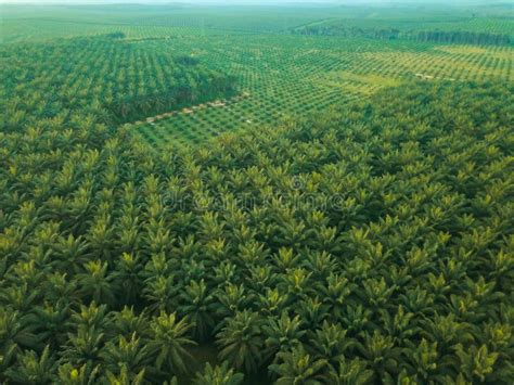 Oil Palm Plantations In Melaka Malaysia Stock Image Image Of