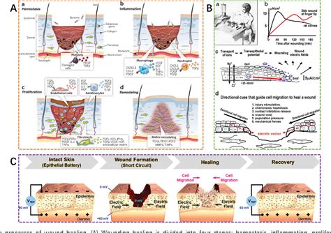 Figure 1 From Fabrication And Desired Properties Of Conductive Hydrogel