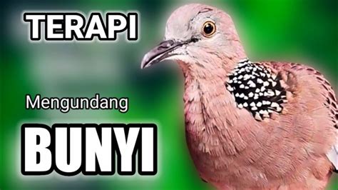 Tekukur Gacor Suara Besar Pancingan Dan Terapi Tekukur Di Sore Hari