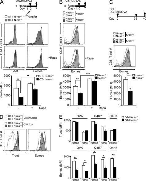 Figure N Ras Deficient Mice Mount Efficient Primary Cd T Lymphocyte