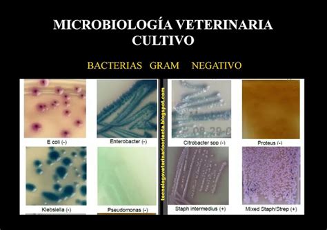 BACTERIAS GRAM POSITIVAS Y NEGATIVAS Tecnólogo Veterinario Orienta