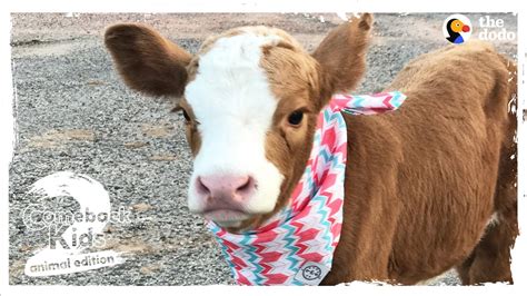 Family Brings Baby Cow Into Their Home During Hurricane