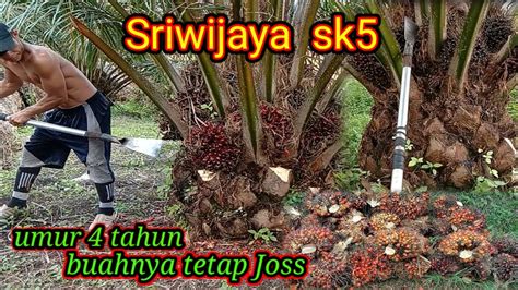 Panen Sawit Sriwijaya Sk 5 Pelepah Pendek Buahnya Tetap Joss