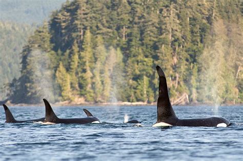 Orca Dreams: Canada's luxury whale watching base camp in British ...