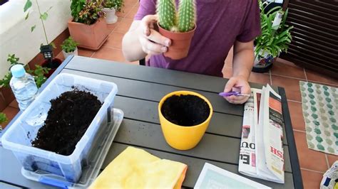 COMO TRASPLANTAR UN CACTUS SIN PINCHARSE TRASPLANTA UN CACTUS SIN