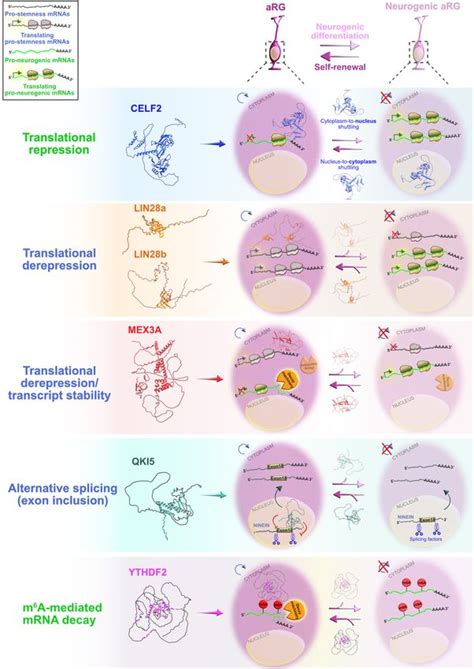 Evolution Of The Neocortex Through Rna Binding Proteins And Post