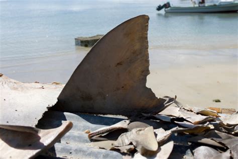 Des Ailerons De Requins Des Antilles Intercept S Amsterdam