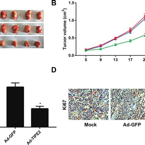 Effect Of Tipe On The Subcutaneous Xenograft Ability Of Cervical