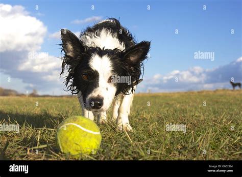 Dog with tennis ball Stock Photo - Alamy