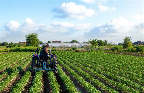 O Agricultor Conduz Um Trator Na Exploração Agroindústria E