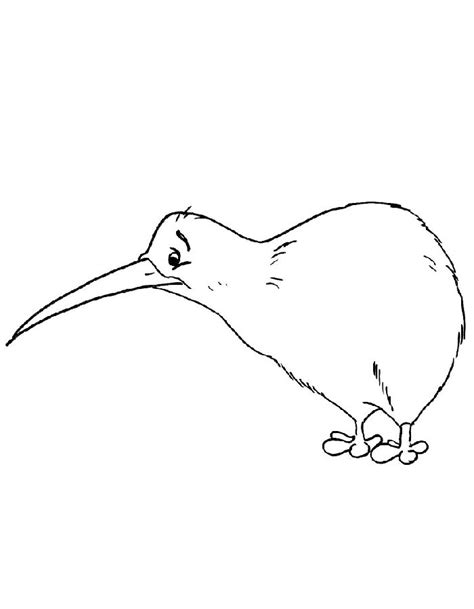 Kiwi Bird Coloring Pages Free Printable PDF