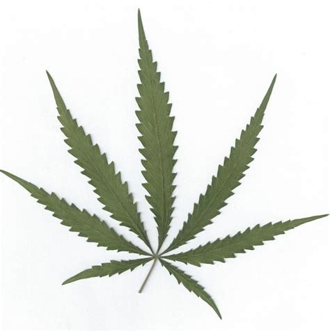 Hanf Cannabis Sativa