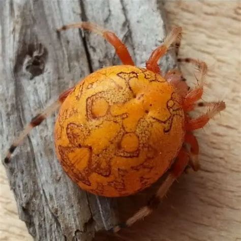 Araneus Marmoreus - Marbled Orb Weaver - USA Spiders