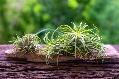 Air plants - Homedit