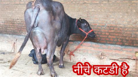 भाव के भाव बोल कर नहीं तोल के शानदार मुर्रा भैंस Big Udder👌24 किलो दूध की भैस निचे कटडी है