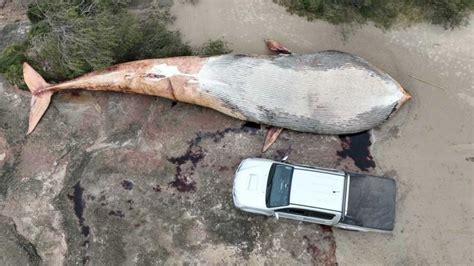 Hallan Muerta Una Ballena Gigante Que No Se Ve A Desde Hace Un Siglo