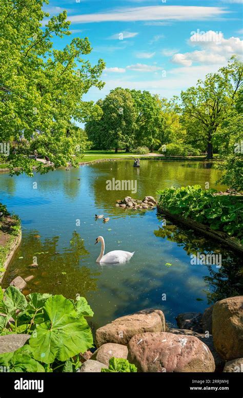 Waterfowl Ducks Swans Swimming In The Pond In Krasinski Park Hi Res