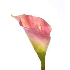 Calla Fleur Artificielle Deluxe De 55 Cm Rose Maxifleur Plantes