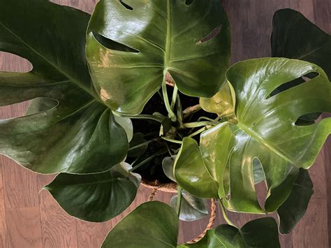 10 Best Houseplants For Beginners Trotter Tales