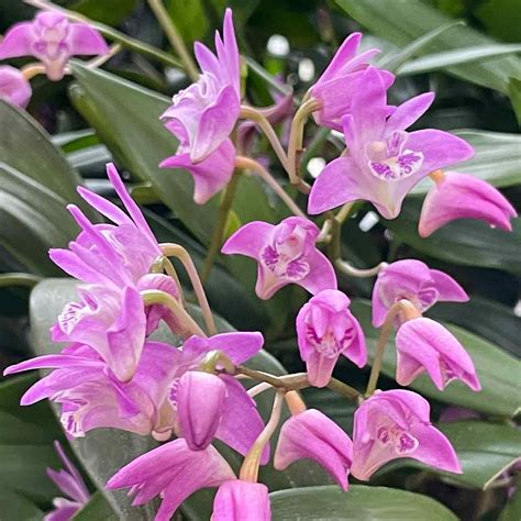 Dendrobium Orchids Basic Care And Varieties