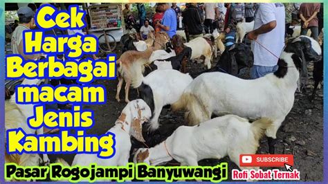 Ada Indukan Sudah Melahirkan Kali Cek Harga Berbagai Jenis Kambing