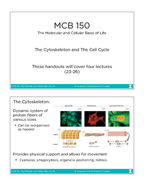 Lectures 23 26 Web 5 MCB 150 The Molecular And Cellular Basis Of