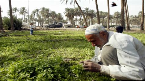 الزراعة سداد مستحقات الفلاحين قبل إقرار الخطة الشتوية وكالة الأنباء