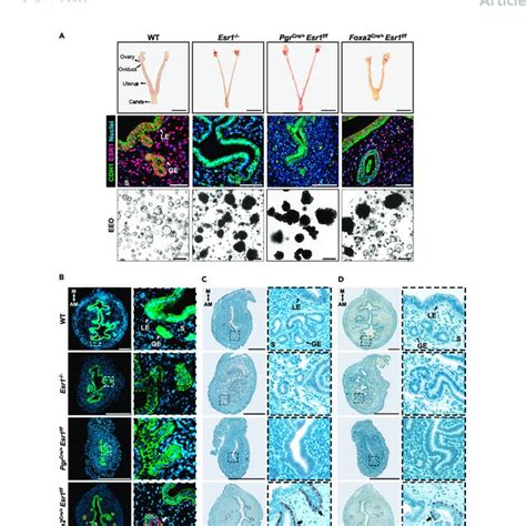 Epithelial Esr1 Deletion Results In A Stratified Uterine Epithelial