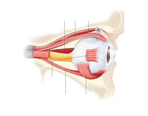 Lateral View Of The Right Eye Diagram Quizlet