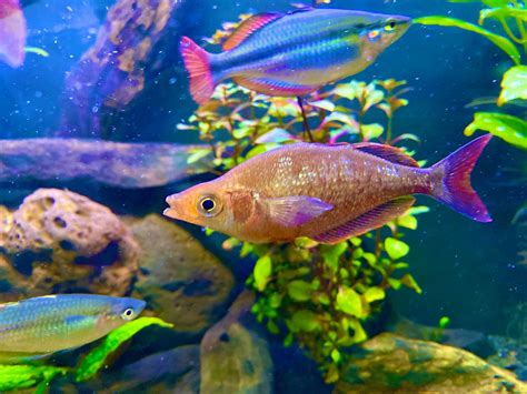 Red Rainbow Glossolepis Incisus Tropical Aquarium