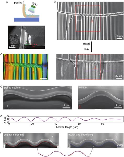 Application Of Electron Irradiation Frozen Effect In Stiff Soft Bilayer