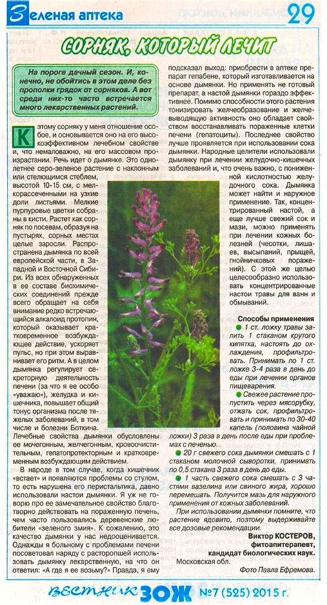 Дымянка | Целебные травы, Лекарственные растения, Фитотерапия