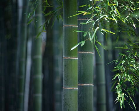 Green Bamboo Leaves Green Summer Nature Bamboo HD Wallpaper Peakpx