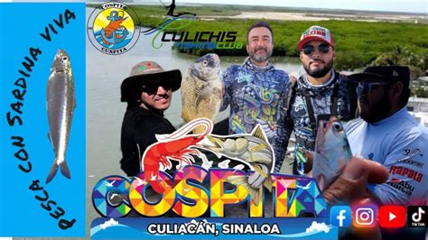 PESCA Con SARDINA VIVA En COSPITA SINALOA PARGOS Y CURVINAS YouTube