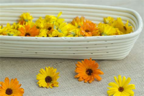 Schnelle Rezepte für Hausapotheke mit Ringelblumenblüten