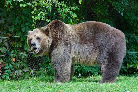 Fundo Urso Pardo Em Um Zoológico Peludo Ursos Pardos Norte Americanos