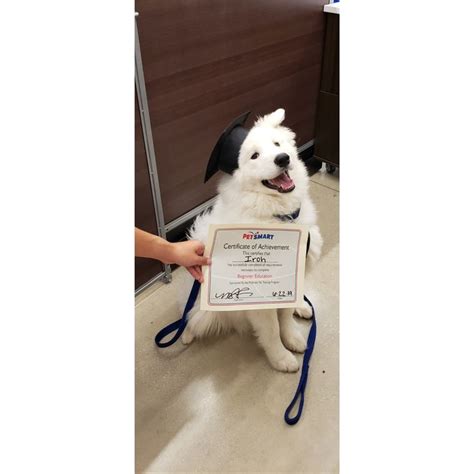 Our 6 month old Samoyed puppy Iroh graduated beginner puppy class.https ...