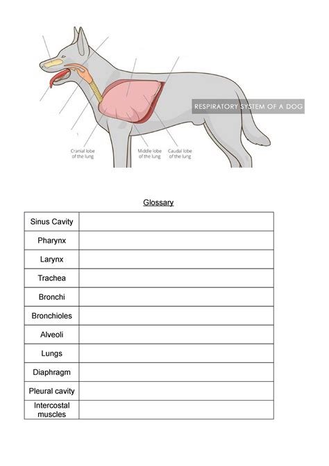 Canine Respiratory System Glossary Sinus Cavity Pharynx Larynx