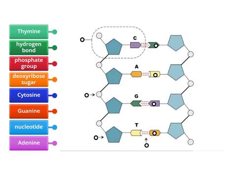 DNA Structure - Labelled diagram