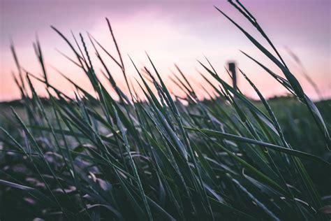 Green Wheat · Free Stock Photo