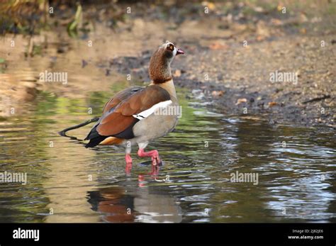 Mitcham Common Stock Photo - Alamy