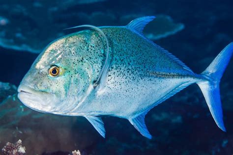 Schooling Bluefin Trevally in South Lombok - Two Fish Divers