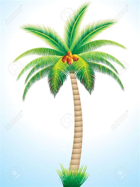 Coconut Palm Tree Drawing at GetDrawings | Free download