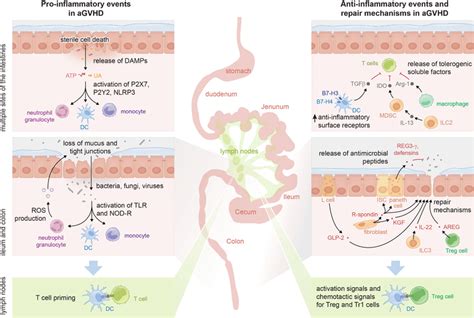 Intestinal Inflammation During Acute Gvhd Left Panel Proinflammatory