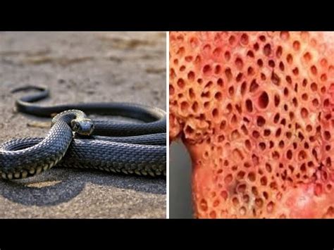 La Taipan La Serpiente M S Venenosa Del Mundo Youtube